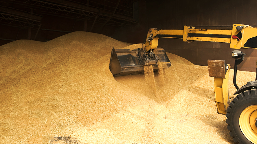 maize