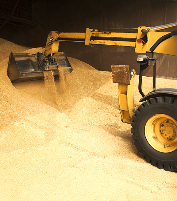 MAIZE